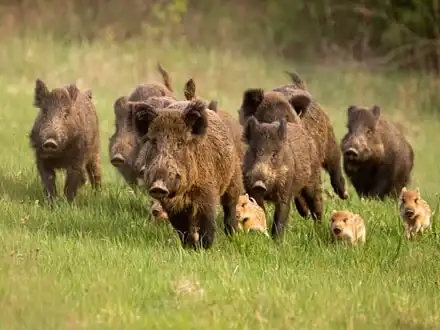 Wildschwein