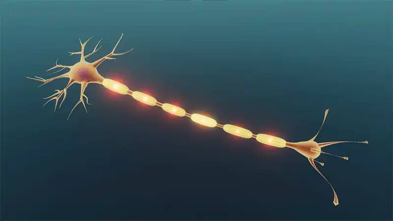Structure of nerve cells