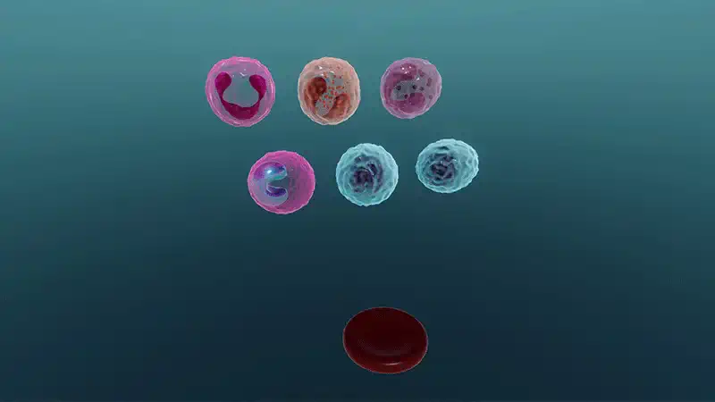 Structure of blood
