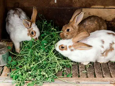 Domestic Rabbits