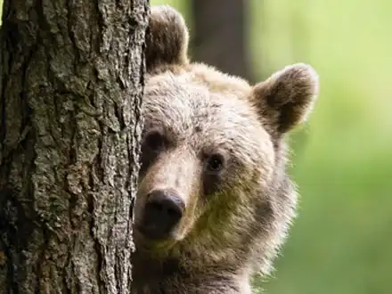 Brown Bears