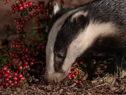 Badgers