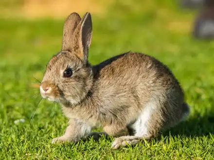 European Hares