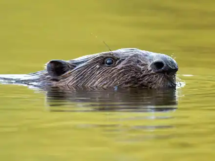 European Beavers