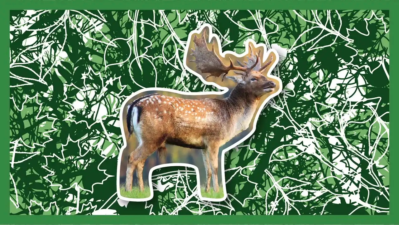 Beauties with antlers