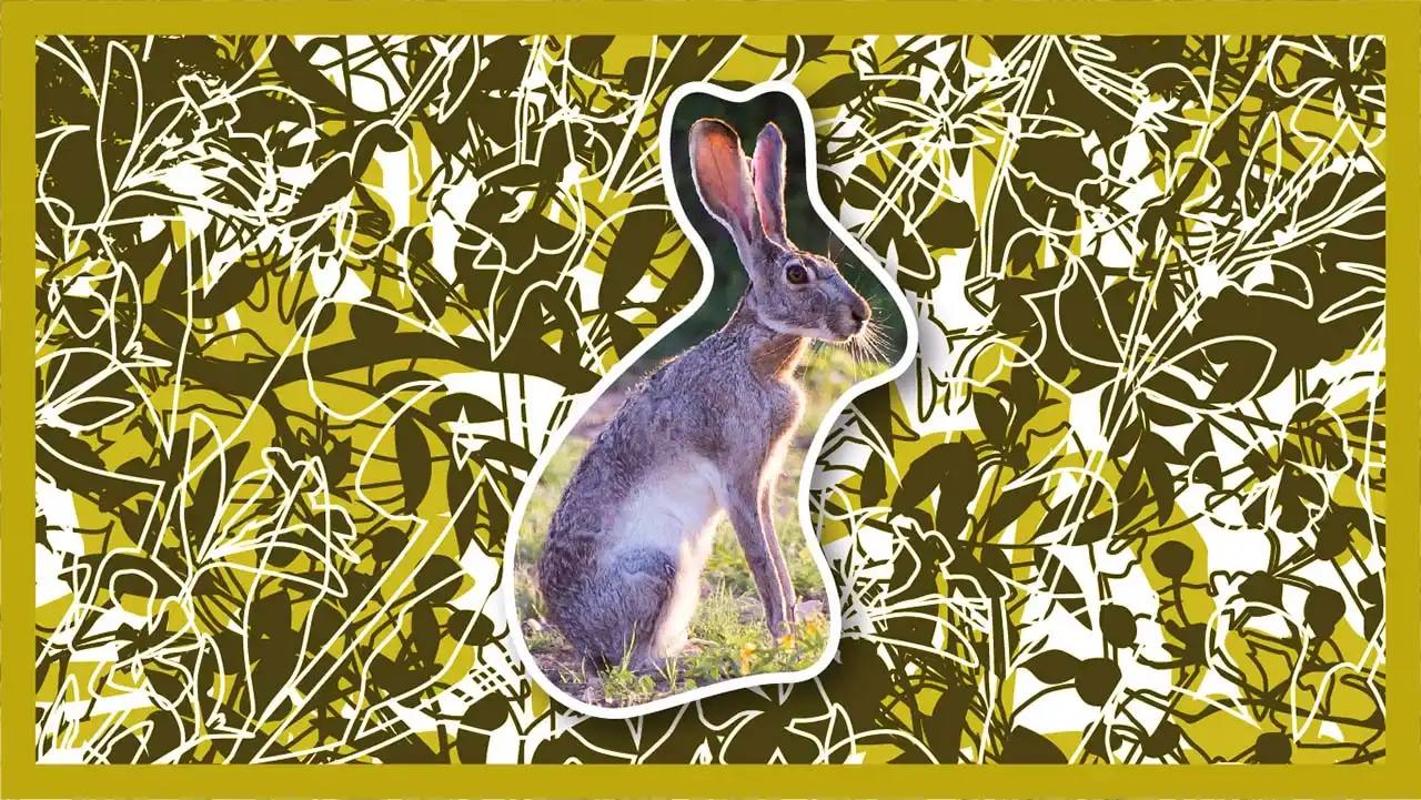 Hairy bunny rabbits