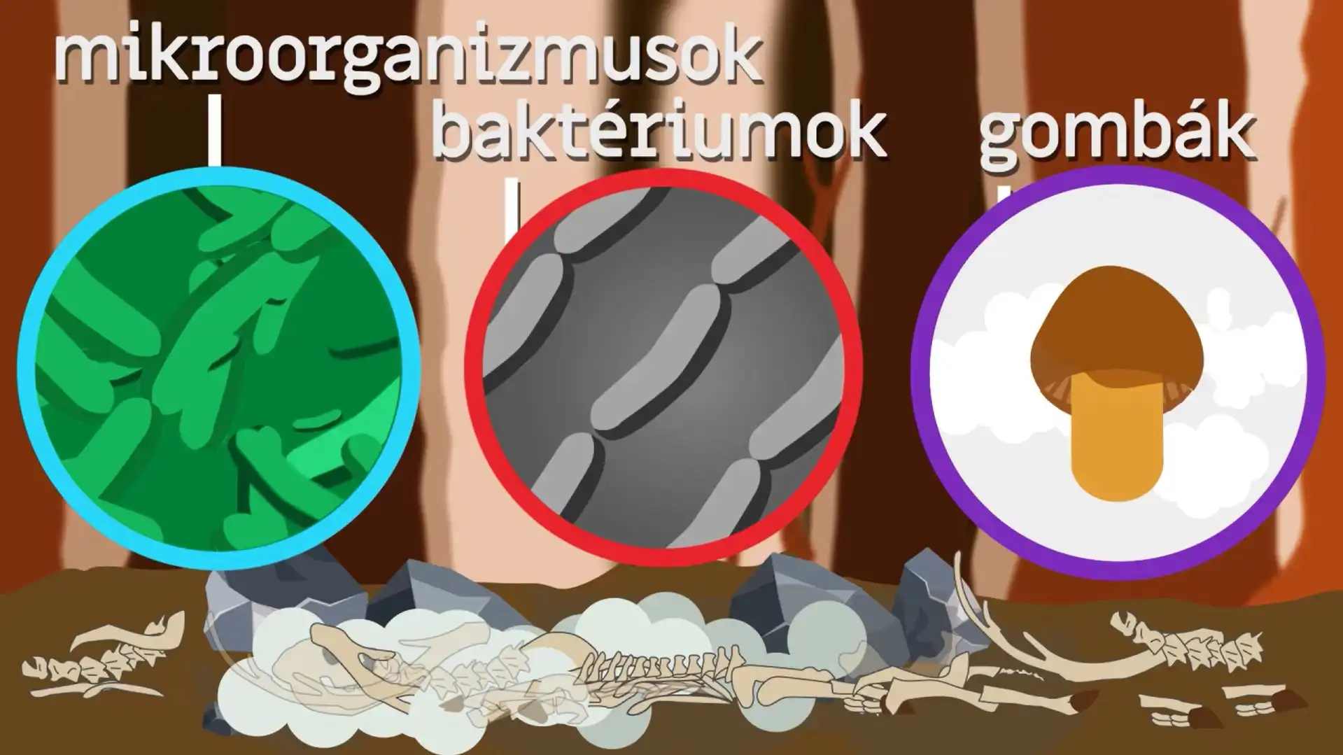 A humusz képződése