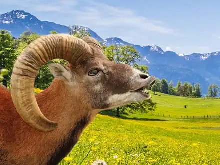 Muflon
