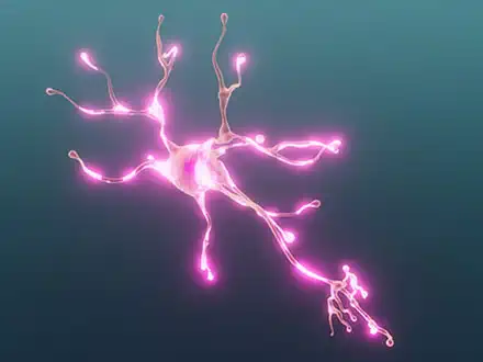 Nerwy