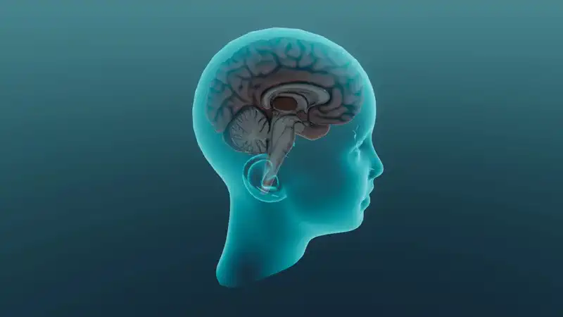 Hormonelle Regulation