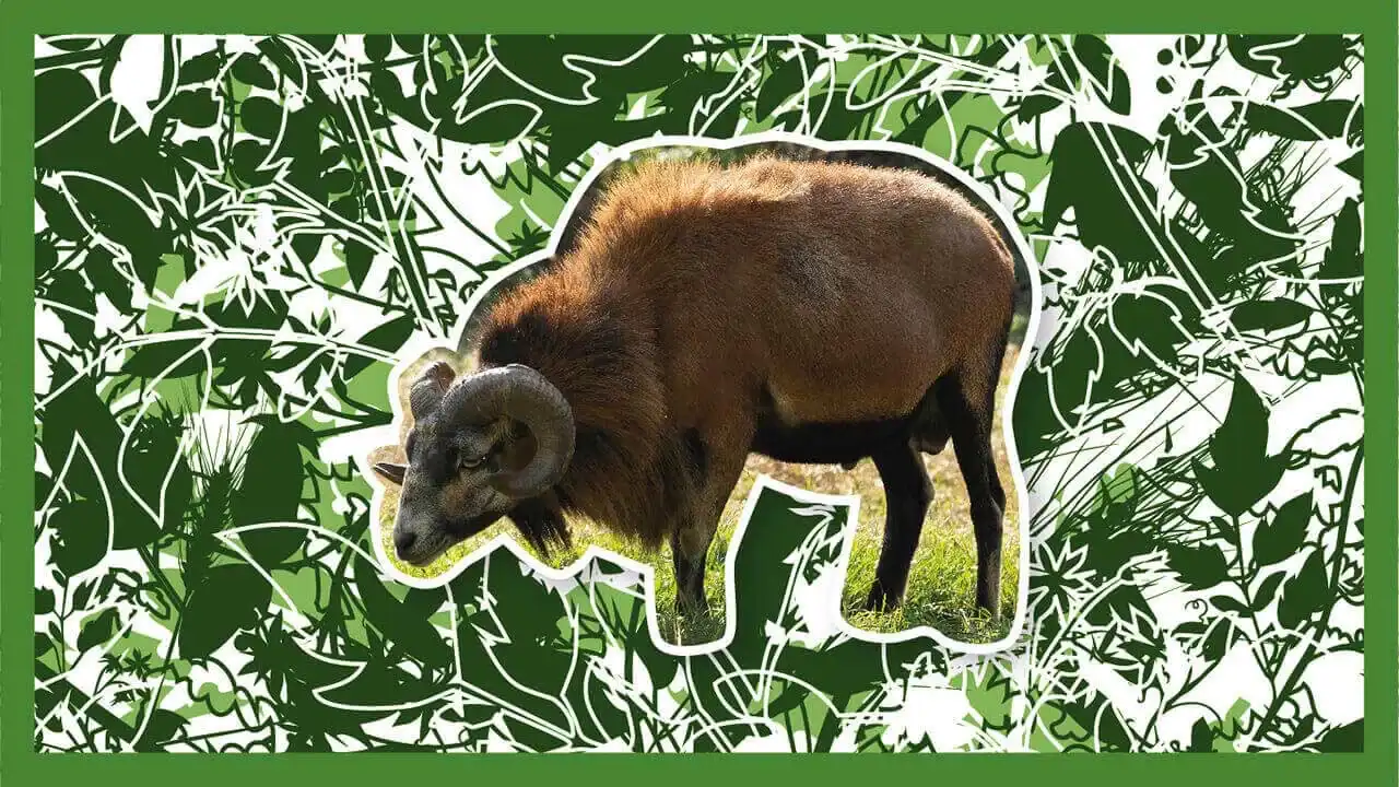 Gyapjas csapat