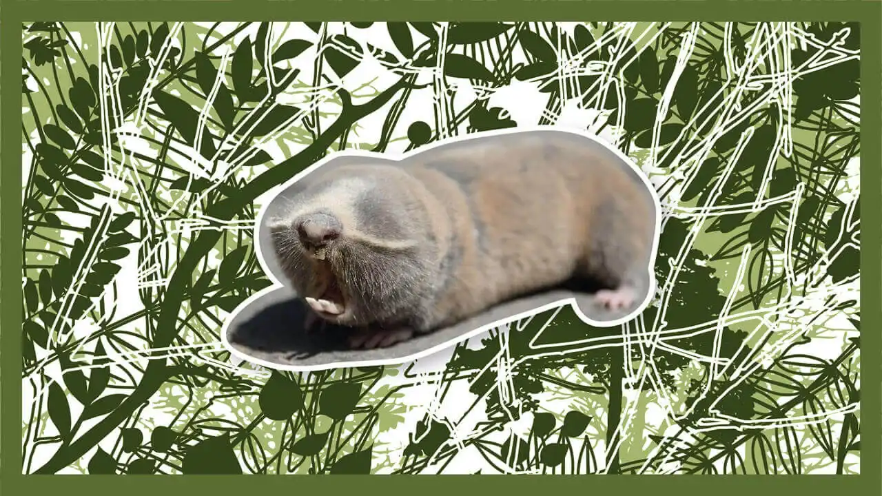 Csúnya, de rátermett!